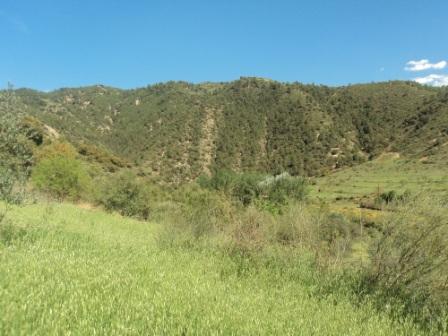 La nature  au printemps