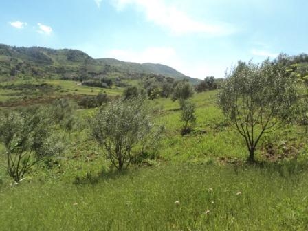 La nature  au printemps