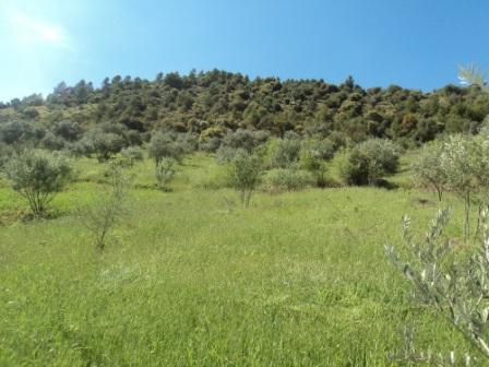 La nature  au printemps