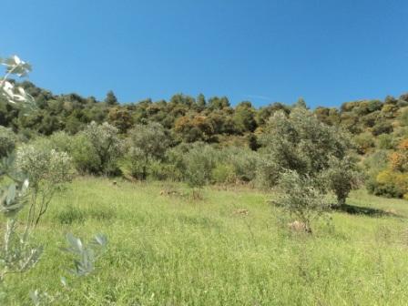 La nature  au printemps