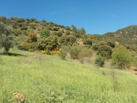 La nature  au printemps