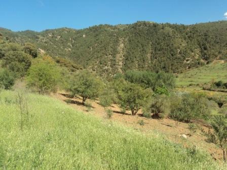 La nature  au printemps