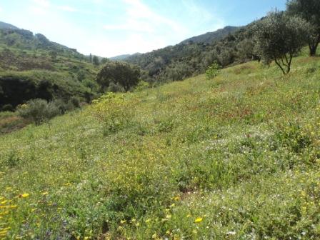 La nature  au printemps