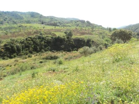 La nature  au printemps