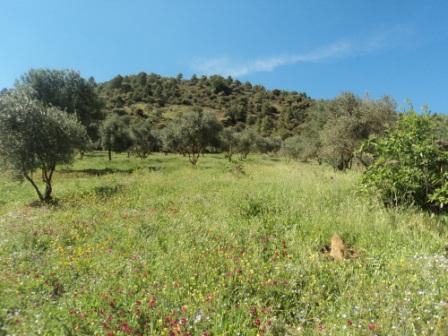 La nature  au printemps