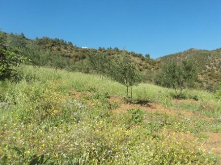 La nature  au printemps