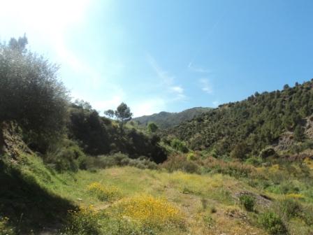 La nature  au printemps