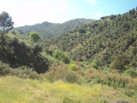 La nature  au printemps