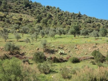 La nature  au printemps