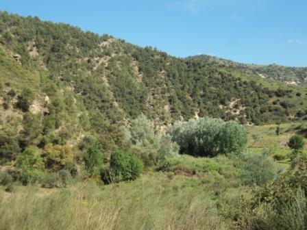 La nature  au printemps