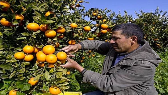 Algérie - Augmenter la production fruitière pour répondre aux besoins de l'industrie agro-alimentaire