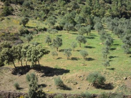 La nature  au printemps
