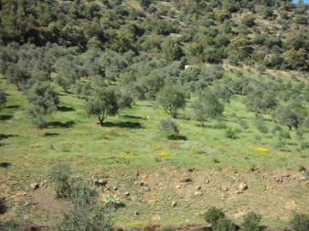 La nature  au printemps
