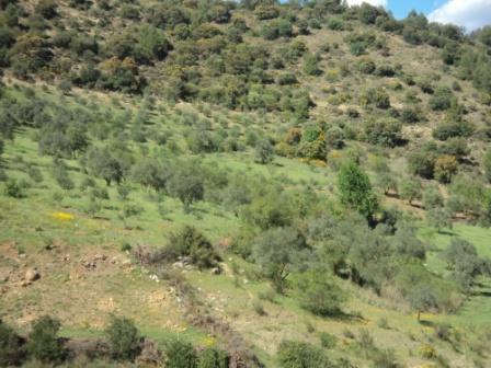 La nature  au printemps