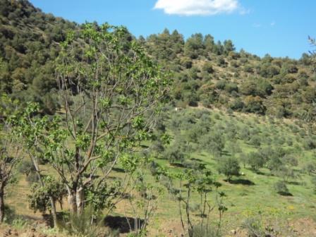 La nature  au printemps