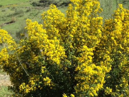 La nature  au printemps