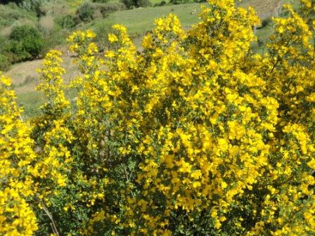 La nature  au printemps