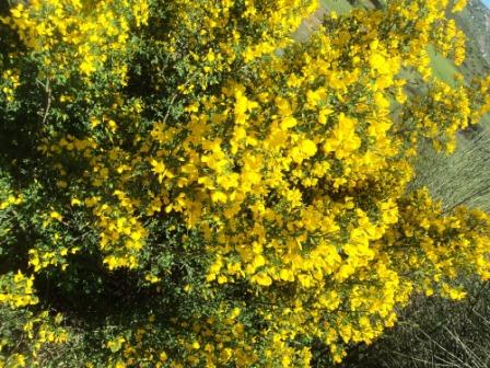 La nature  au printemps