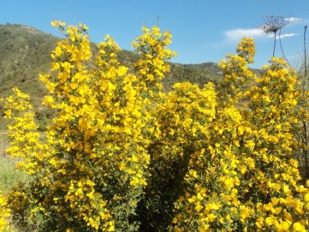 La nature  au printemps
