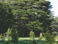 Algérie - Plusieurs menaces pèsent sur cet arbre noble: La mort programmée du cèdre de l’Atlas