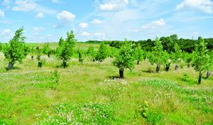 Tlemcen - Environnement: Cap sur la reforestation