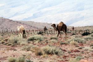 Boussemghoun et ses paysages à couper le souffre, Goubbas, Chameaux, L\'oued El Gharbi