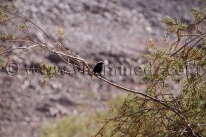 Oiseaux La région de Oued Arak