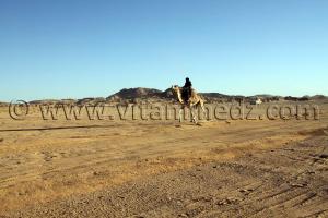 Course des dromadaires au 3ème festival Amni dans la région de Tit (40 Km au nord de Tamanrasset)