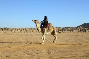 Courses de Méhari au niveau des régions de Tit - 3ème festival du dromadaire Amni dans la région de Tit (40 Km au nord de Tamanrasset)