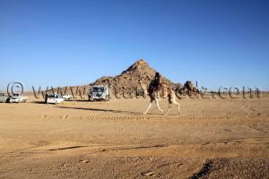 Courses de Méhari au niveau des régions de Tit - 3ème festival du dromadaire Amni dans la région de Tit (40 Km au nord de Tamanrasset)