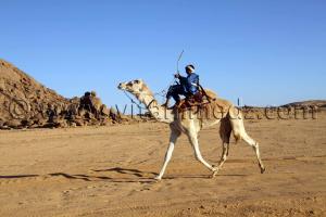 le 3ème festival du dromadaire Amni dans la région de Tit (40 Km au nord de Tamanrasset)
