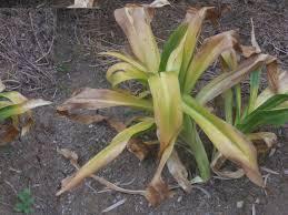 A El Marsa, la Scille maritime se fane, c'est l'été