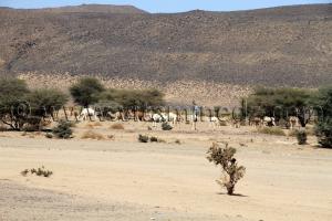 Troupeau de chameaux à Abalessa