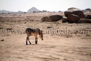 Variété d\'ane de Tamanrasset