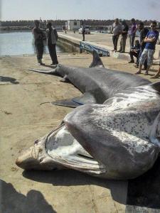 Tlemcen: Un requin pèlerin de 7m s'échoue à Honaine