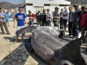 Un requin pèlerin de 7m s'échoue à Honaine (Tlemcen)