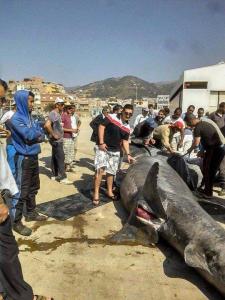 Un requin pèlerin de 7m s'échoue à Honaine (Tlemcen)