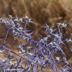 Faune et Flore d\'Algérie aux montagnes des Beni Ouarsous (Tlemcen)