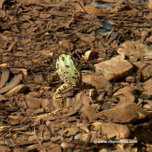 Grenouille  Faune et Flore d\'Algérie aux montagnes des Beni Ouarsous (Tlemcen)