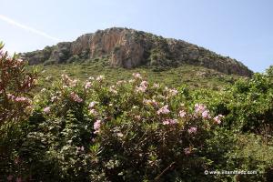 Laurier rose  Flore d\'Algérie aux montagnes des Beni Ouarsous (Tlemcen)