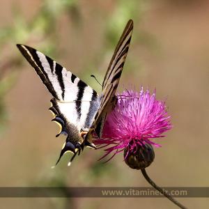 Faune et Flore d\'Algérie aux montagnes des Beni Ouarsous (Tlemcen)