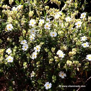 Faune et Flore d\'Algérie aux montagnes des Beni Ouarsous (Tlemcen)