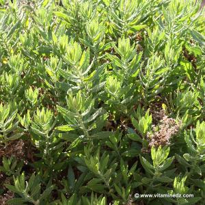 Faune et Flore d\'Algérie aux montagnes des Beni Ouarsous (Tlemcen)