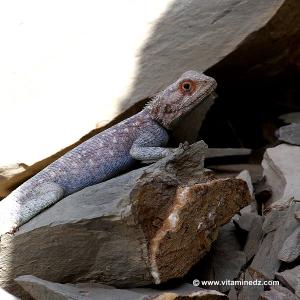 Faune et Flore d\'Algérie aux montagnes des Beni Ouarsous (Tlemcen)
