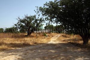 Cimetière de Sidi Boulenoir, Région des Beni Ouarsous - Wilaya de Tlemcen