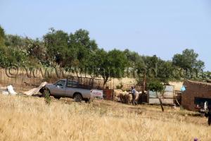Agriculteur des Beni Ouarsous - Wilaya de Tlemcen