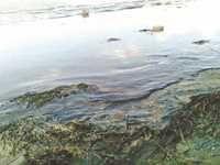 Scandale environnemental à Koléa (Tipasa) - Une société syrienne déverse des huiles de vidange dans les champs