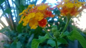 Focus de Lantana camara
