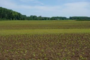 Planète - Dans les champs de maïs français, l'arrosage au goutte-à-goutte