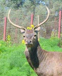 Souk Ahras -  Plaidoyer pour la protection du cerf de Barbarie